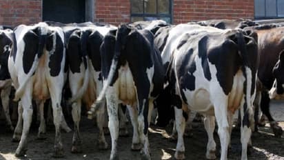 Man arrested for injecting cows with sedative, suspected of cow-selling