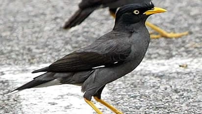 ബിസിനസ്സ് ക്ലാസിൽ ടിക്കറ്റില്ലാതെ യാത്ര ചെയ്ത് 'മൈന';വീഡിയോ വൈറൽ