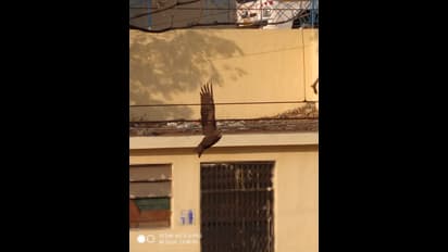 సంక్రాంతి సరదాకు పక్షులు బలి... (ఫోటోలు)