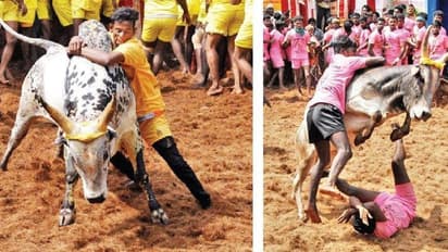 जलीकट्टू: मद्रास HC का सरकार को निर्देश, देसी नस्ल के सांड से हो खेल, बैल मालिकों किसानों को मिले सब्सिडी