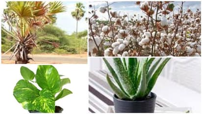 வீட்டில் மகிழ்ச்சி இல்லையா..? உங்கள் வீட்டில் இந்த செடி இருந்தால் உடனே தூக்கி எறியுங்கள்..!