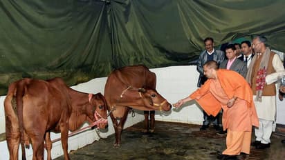 അലഞ്ഞുതിരിയുന്ന പശുക്കളെ സംരക്ഷിക്കാൻ മദ്യത്തിന് പ്രത്യേക നികുതി ഏർപ്പെടുത്തി യോഗി സർക്കാർ