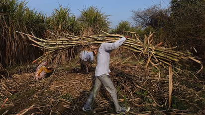 Irate cane farmers could spoil the party in 50 Lok Sabha seats in 2019 polls