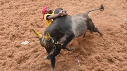 ஜல்லிக்கட்டு பார்க்க பிரதமர் வருகிறாரா..? அமைச்சர் புதிய தகவல்..!