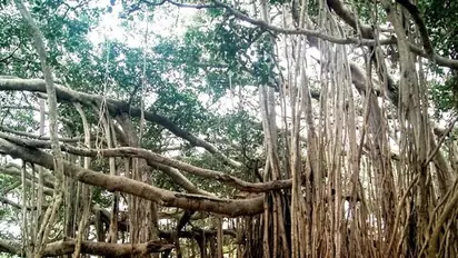 The magnificence of the world’s oldest banyan tree located in Kolkata
