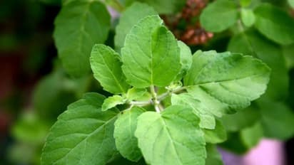 Why it’s best to swallow tulsi leaves than chew it