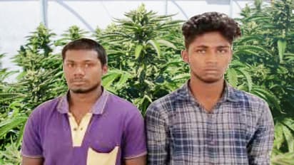 Two students arrested in interstate drug smuggling, 10 kilos marijuana worth Rs 5 lakh seized