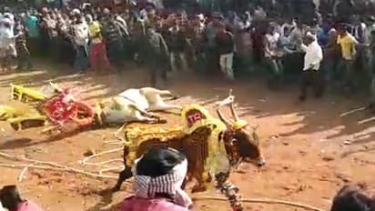 ರಾಸುಗಳ ರೇಸ್‌ನಲ್ಲಿ ಹೋರಿಗಳ ಭೀಕರ ಡಿಕ್ಕಿ! ನರಳಿ ಪ್ರಾಣಬಿಟ್ಟ ಹೋರಿ