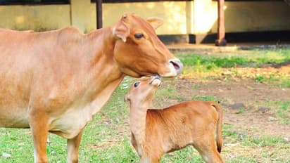 Bakrid festival: బక్రీద్ కు పశువులను బలి ఇవ్వకండి : కర్నాటక మంత్రి