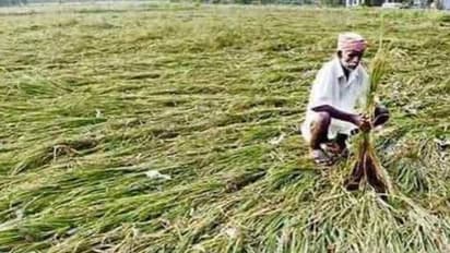 ಜಮಖಂಡಿ:ಮಣ್ಣು ಪಾಲಾದ ಬೆಳೆ, ಕಂಗಾಲಾದ ರೈತಾಪಿ ವರ್ಗ