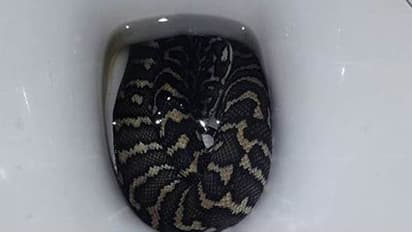 ಮಹಿಳೆಗೆ ಕುಟುಕಿತು ಕಮೋಡ್ನಲ್ಲಿದ್ದ ಹಾವು!