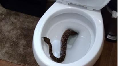 ക്ലോസറ്റിനകത്തും കുളിമുറിയിലുമെല്ലാം പാമ്പുകളെ കാണുന്നത്...