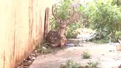 മാന്വേട്ട ; നാല് പേര് തമിഴ്നാട് വനംവകുപ്പിന്റെ കസ്റ്റഡിയില്