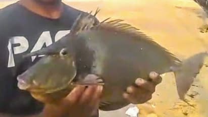 ಕರ್ನಾಟಕದಲ್ಲಿ ಮೊದಲ ಬಾರಿ ವಿಶೇಷ ಮೀನು ಪತ್ತೆ