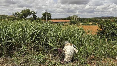 Modi sarkar's assured DBT for farmers, as MyNation had reported first