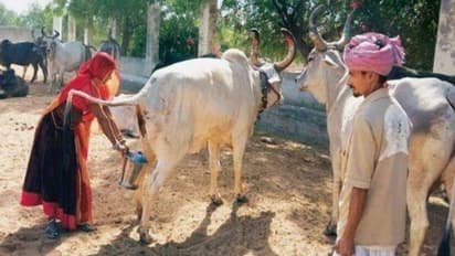 പശു സം​രക്ഷകരെ ഞെട്ടിച്ച് പഠനം; ആഗോള താപനത്തിന്റെ കാരണങ്ങളില്‍ ഗോമൂത്രവും