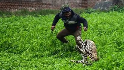 മലയിറങ്ങി പുലിയെത്തി; എട്ട് ലക്ഷത്തോളം പേർ താമസിക്കുന്ന നഗരത്തെ പരിഭ്രാന്തിയിലാഴ്ത്തിയത് ആറ് മണിക്കൂര്