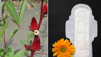 സംസ്കരിക്കാനെളുപ്പമുള്ള ഹെര്ബല് പാഡുമായി വിദ്യാര്ത്ഥികള്