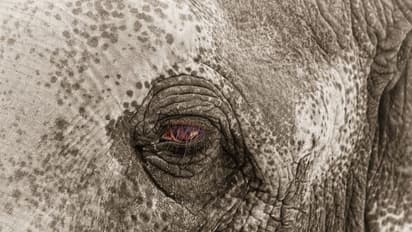 വയനാട് കാട്ടാനയുടെ ആക്രമണത്തിൽ വിനോദസഞ്ചാരി കൊല്ലപ്പെട്ടു