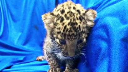 গল্প হলেও সত্য়ি, আইভিএফ পদ্ধতিতে এবার জন্মালো 'বাঘের বাচ্চা'