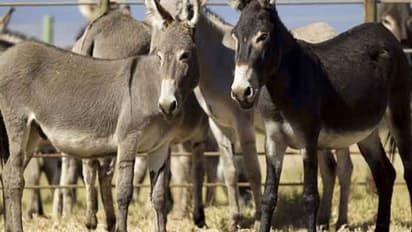 ఏపీలో గాడిద మాంసానికి పెరుగుతున్న గిరాకీ.. ! లైంగిక సామర్థ్యం కోసమని...