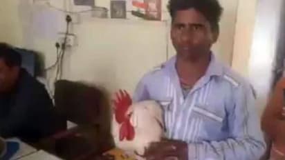 ഓടിച്ചിട്ട് കൊത്തുന്നു, അറസ്റ്റ് ചെയ്ത് ലോക്കപ്പിലിടണം; 'കോഴി' യ്ക്കെതിരെ പരാതിയുമായി വീട്ടമ്മ