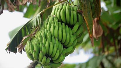 పెళ్లి కోసం అరటి గెల కోస్తుండగా..కాటేసిన కరెంట్: నలుగురి మృతి