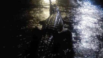 കനത്ത മഴ, പ്രളയം, തെരുവുകളിലിറങ്ങി മുതലകള്