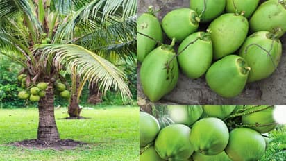 ತೆಂಗು ಬೆಳೆಯಲು ವಾತಾವರಣ ಹೇಗಿರಬೇಕು?