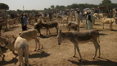 चीन को गधे बेचकर इस देश को मिलेंगे हजारों करोड़ों रुपए