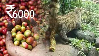 ವಿಶ್ವದ ಕಾಸ್ಟ್ಲಿ ಕಾಫಿ ಮಾಡೋದು ಹೇಗೆ, ರೇಟ್ ಎಷ್ಟು?