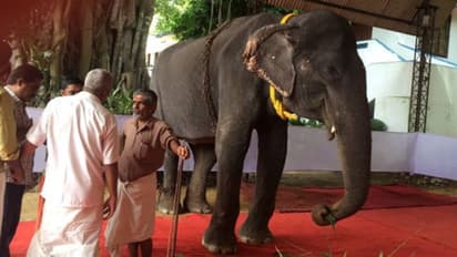 ഗജമുത്തശ്ശി 'ദാക്ഷായണി' ചെരിഞ്ഞു