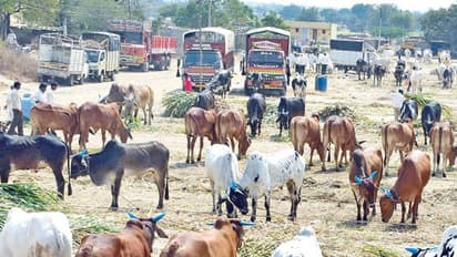ಮಹಾರಾಷ್ಟ್ರ ಸಂತೆಗೆ ರಾಜ್ಯದ ಜಾನುವಾರುಗಳು