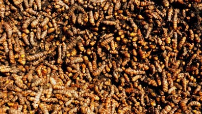 పసుపు రైతు కూలుస్తున్నపచ్చటి చెట్లు!