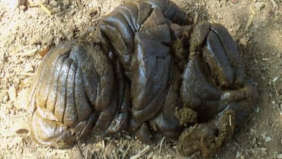 కరోనా వైరస్ కు మందు పేడ, గోమూత్రం: అసెంబ్లీలో బిజెపి ఎమ్మెల్యే