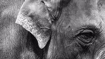 Another jumbo suspected to have been killed by firecrackers exploding in mouth