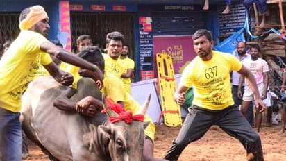 വട്ടവടയില് ഇന്ന് നടത്താനിരുന്ന ജെല്ലിക്കെട്ടിന് ജില്ലാ കളക്ടര് വിലക്ക് ഏര്പ്പെടുത്തി