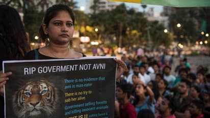 T1 case closed: Tigress Avni never got justice, but does the system even care?