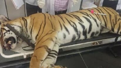 Tigress Avni killing: Shooter gets clean chit from forest department; closes Avni killing probe