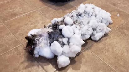 'അയ്യോ! എന്നെ മനസ്സിലായില്ലേ ഇത് ഞാനാണ്...'