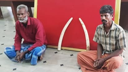 Bengaluru Police seize ivory tusks; smugglers arrested