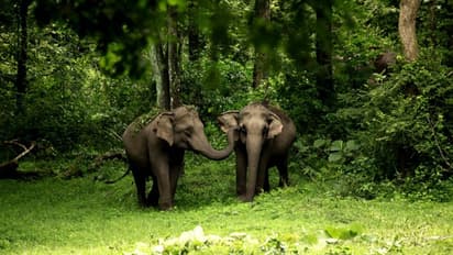 ഓടുന്നതിനിടെ കൊളുന്ത് ചാക്കില്‍ പിടുത്തമിട്ട് കാട്ടാന; ഇടുക്കിയില്‍ വന്യമൃഗ ശല്യം രൂക്ഷം