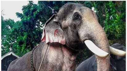 തെച്ചിക്കോട്ടുകാവ് രാമചന്ദ്രൻ ഇടഞ്ഞതിനിടെ ഇതുവരെ മരിച്ചത് 12 പേർ