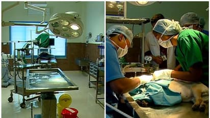 പ്രസവ വാർഡും കാർഡിയോളജി വിഭാഗവുമായി മൃഗങ്ങൾക്കൊരു മൾട്ടി സ്പെഷ്യാലിറ്റി ആശുപത്രി