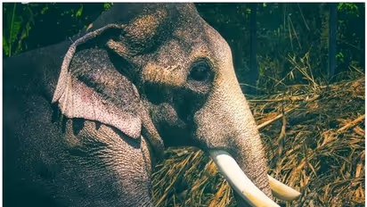 Elephant runs amok after cracker burst in Kerala; two killed