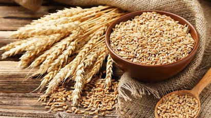 കണ്ണുമടച്ച് വിശ്വസിക്കേണ്ട; ഗോതമ്പും ഇടയ്ക്ക് വില്ലനായി മാറിയേക്കാം...