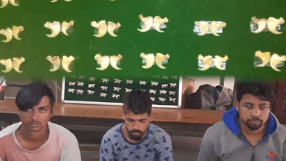 Bengaluru Police arrest smugglers trading 100 nails of tigers, leopards