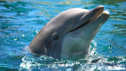 পর্যটকদের জন্য সুখবর, চিল্কার হ্রদে বাড়ল ডলফিনের সংখ্যা