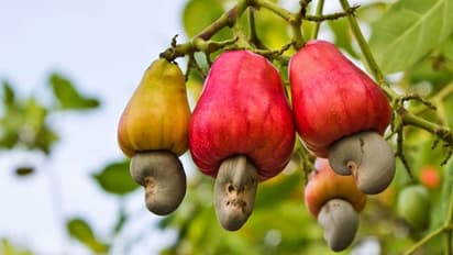 കശുവണ്ടി ഉച്ചകോടി നാളെ മുതല്: ചൂടുളള ചര്ച്ചകള് ഈ നഗരത്തില്