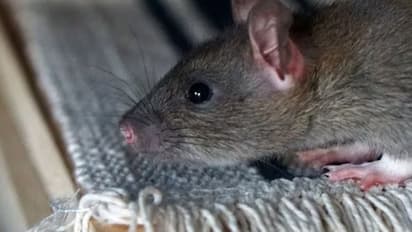 ಇಲಿಗಳ ಕಾಟಕ್ಕೆ ತತ್ತರ : ಒಂದು ಇಲಿ ಹಿಡಿಯಲು 10 ಸಾವಿರ